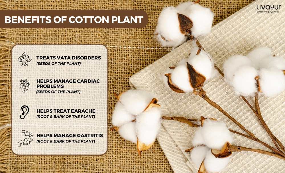 Uses of Cotton Plant Medicinal Usage and Health Benefits in Ayurveda