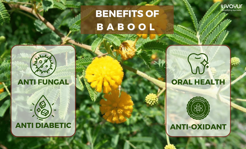Babool Benefits Uses Dosage Side Effects More