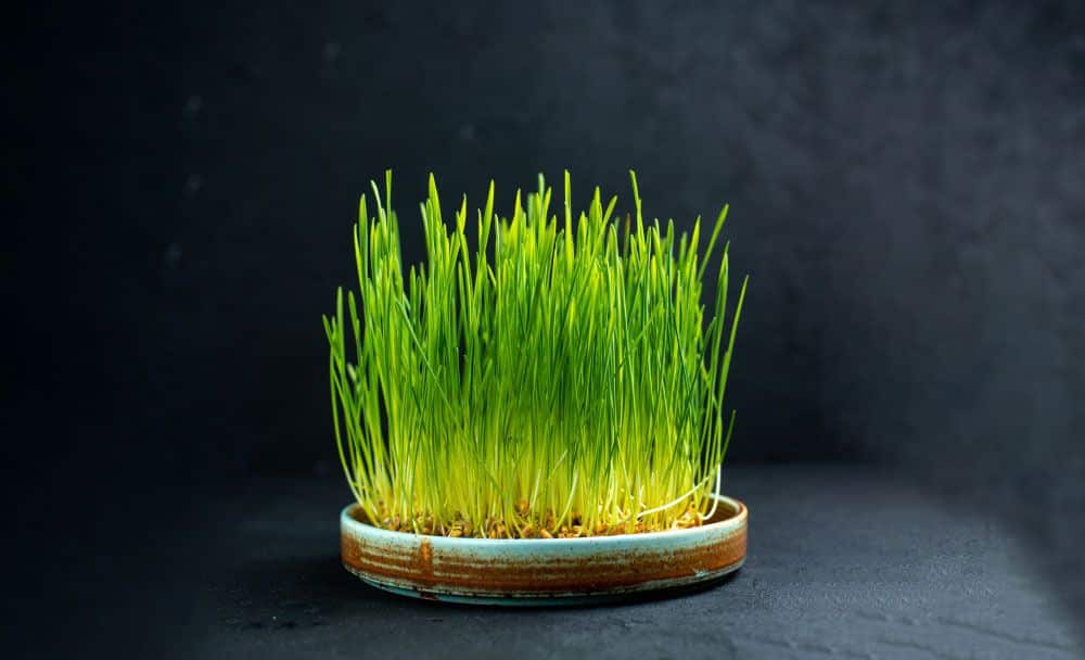 wheatgrass benefits - livayur